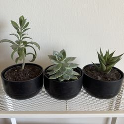 3 Succulent Plants In Black Ceramic Pots
