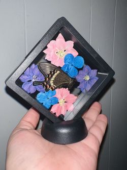 Framed Butterfly 