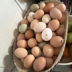 LARGE FREE RANGE FRESH CHICKENS AND EGGS