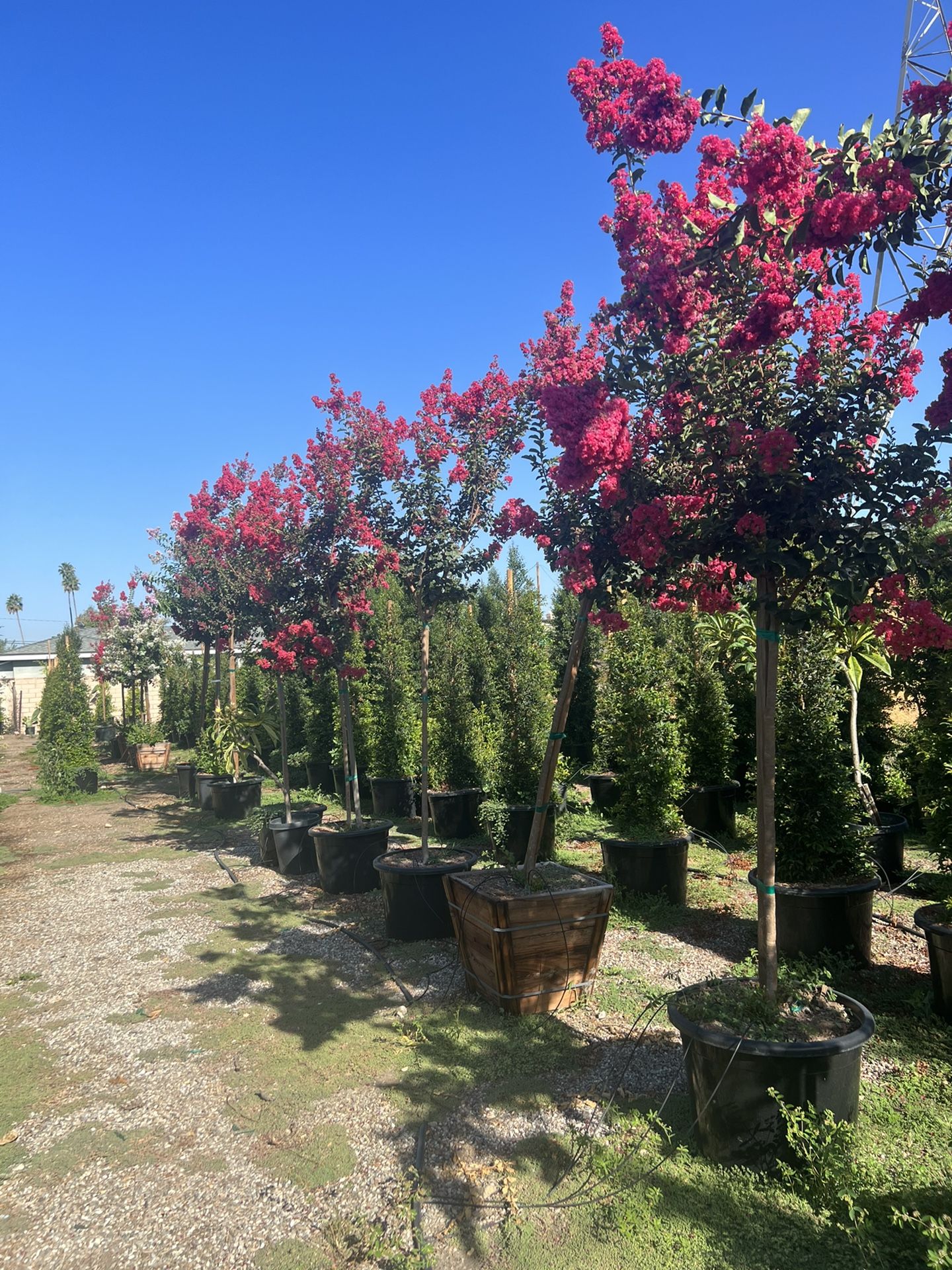 24in Crape Myrtle