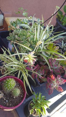 Plants sale