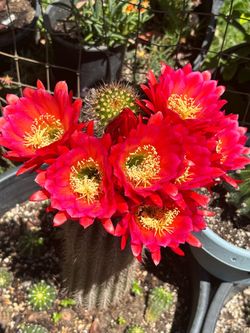 Cactus rojo