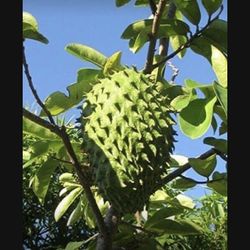 Soursop Graviola Guanabana Annona Muricata 1 Gallon Seedling Plant Tree Fully Grown