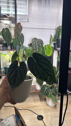 Anthurium Luxurians
