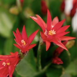 Thanksgiving Cactus Starters
