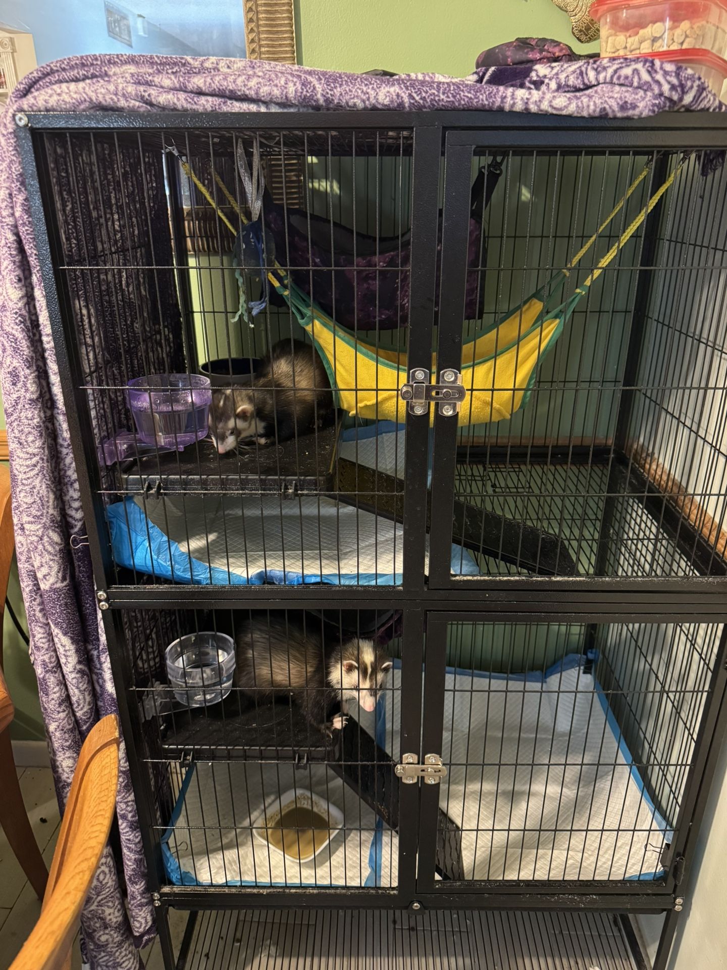 Ferret cage