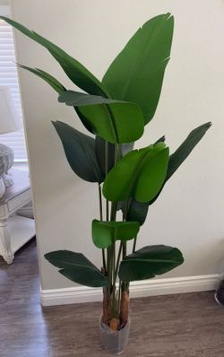 6 FT Bird Of Paradise
