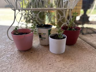 Flower Pots