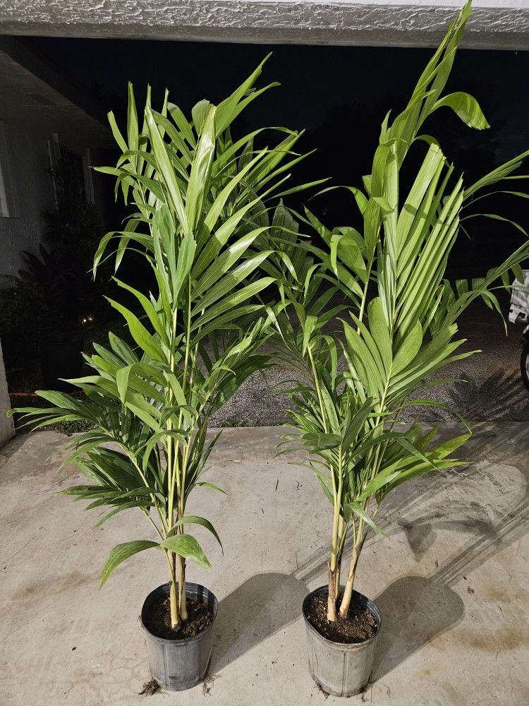 crhistmas Palms  $15 , 6/7 feet tall $75, 8 to 9 feet $150, and more sizes available 