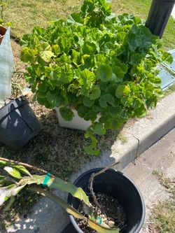 Geraniums, succulents, dragon fruit etc.