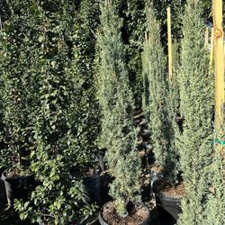 Italian Cypress