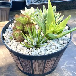 Succulent Plants, Arrangements, Hanging Baskets and Centerpieces in COVINA