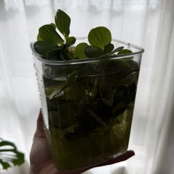 Lots Water Lettuce For Aquarium