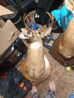 two mounted deer heads ,$150