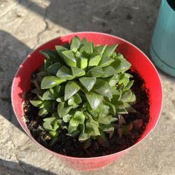 Plant Succulent