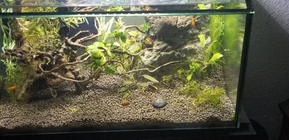 8.5 Gallon Fish Tank With Filter, Substrate And Light