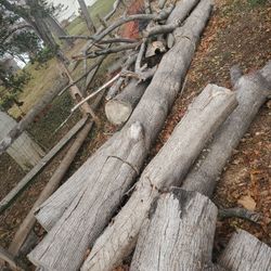 10 Month old Cut wood Logs for Repurpose OR, to use as Firewood