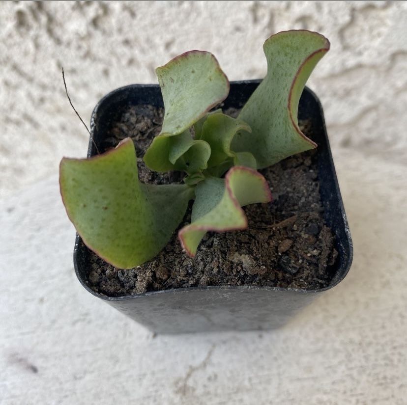 2 Inch Pot Succulent Plant - Crassula Undulata Ruffles Ripple Jade - Rooted & Established - Drought Resistant -🪴 Perfect Baby & Wedding Shower Favors