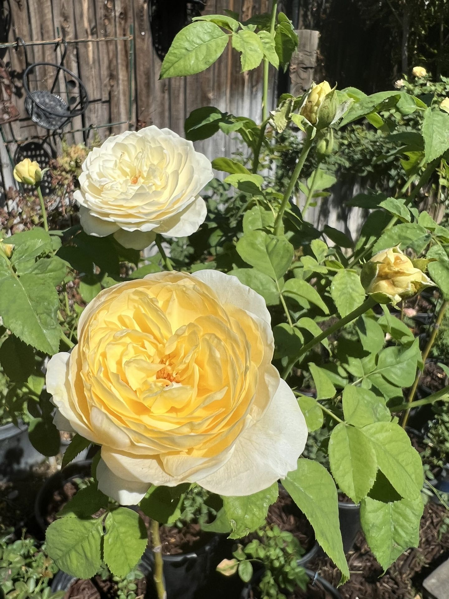 yellow tree roses for Sale in Bakersfield, CA OfferUp