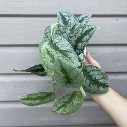 4” Exotica Pothos