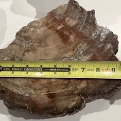 Lot of Petrified Wood Slabs and Slices