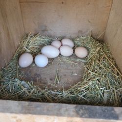 Eggs Silkies And Ayam Cemani 