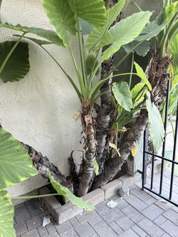 Elephant Ear - Alicasia Trunk And Leaves 3-6 Feet Trunks