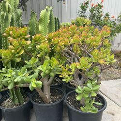 Large Jade Plants 
