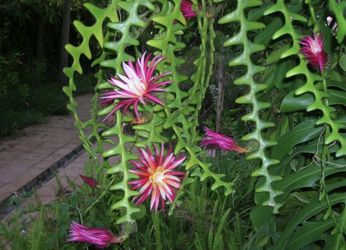 Fish Bone Cactus