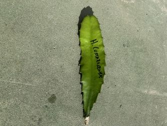 Dragon Fruit Cutting