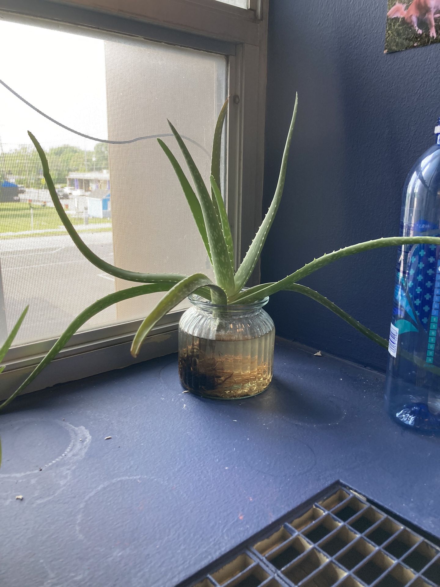 Aloe Plant In Water With Glass Jar