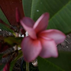 Purple Plumeria