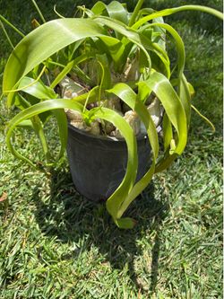 Pregnant onion plant