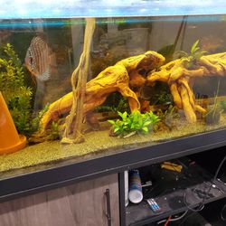 PetSmart Aqueon LED Aquarium & Stand Ensemble, 125 Gallon Yank, Sunday,  Fish, And Ljmo Included for Sale in San Diego, CA - OfferUp