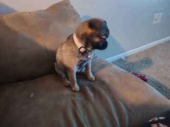 Puppy collar