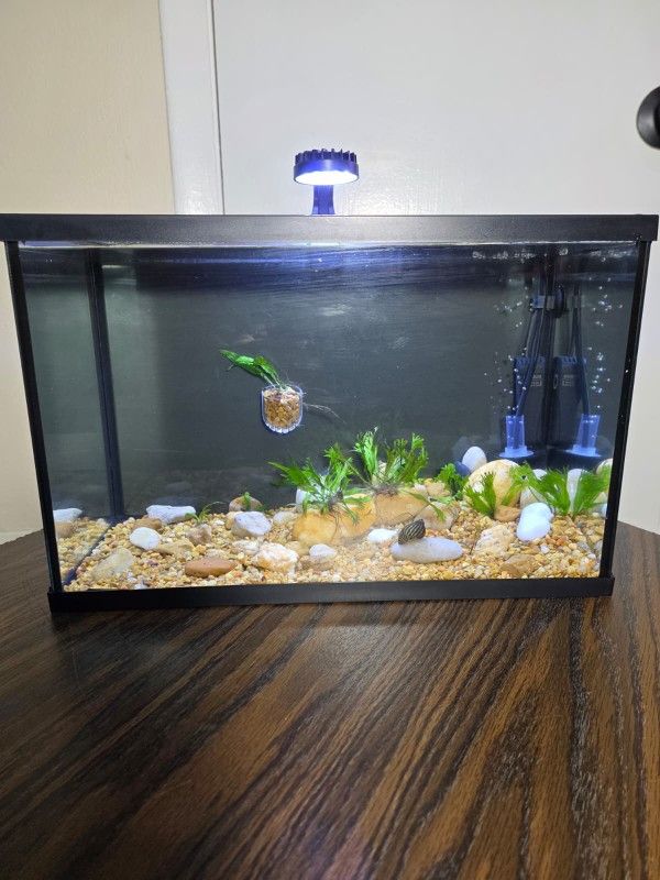 Stunning 5-Gallon Planted Aquarium Bundle with Ornate Vintage Stand