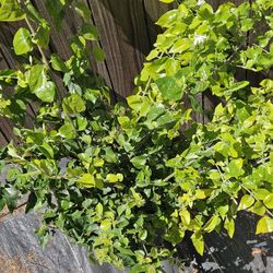  Arabian Jasmine Live 