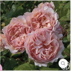 Princesse Charlene de Monaco Hybrid Tea Rose, 1 Gallon, Own-Root, Fragrant