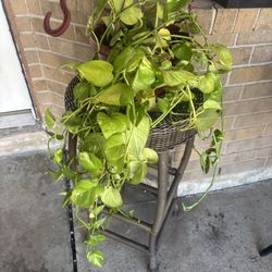 Pothos Plant 