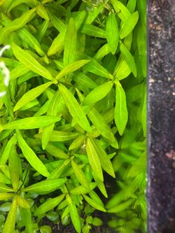 Hygrophila polysperma aquarium plant clippings fresh water