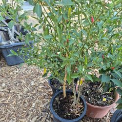 Mature Thai Chili Peppers