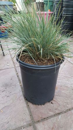 Grass plant
