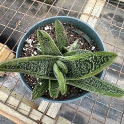 Gasteria Succulents, Fully Rooted, 4" Pot