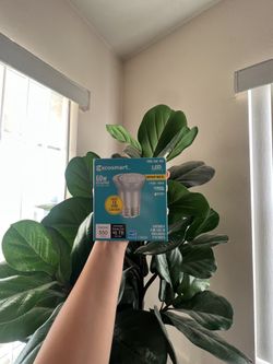 Bright White Light Bulbs 