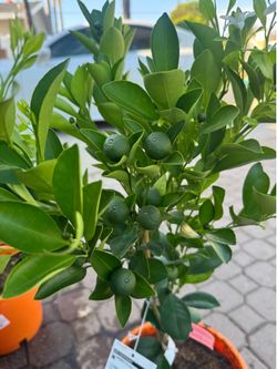 Calamondin tree fruitting