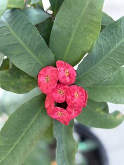 Crown of Thorns/Corona De Cristo color rojo