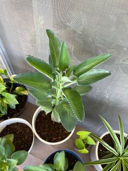 Succulent plant