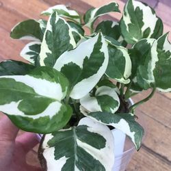 N’Joy Pothos Full In 4in Pot