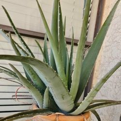 Large *ALOE VERA* Bare Plant