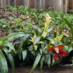 Large Bromeliad Bromelia 